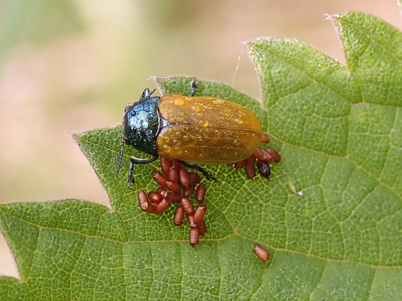 Labidostomis in deposizione: L. cyanicornis (cfr.), Chrysomelidae